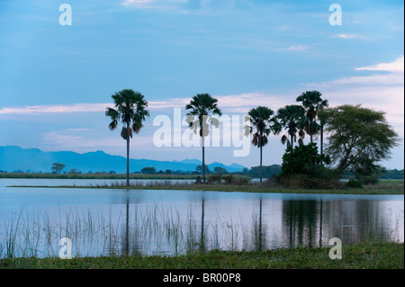 Borassus Palmen (Palmyra-Palme) entlang des Shire-Flusses, Liwonde Nationalpark, Malawi Stockfoto