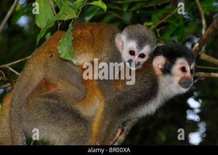 Mittelamerikanische Totenkopfaffen (Saimiri Oerstedii), Corcovado Nationalpark, Costa Rica Stockfoto