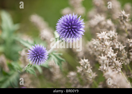 Lila Globus Disteln Stockfoto