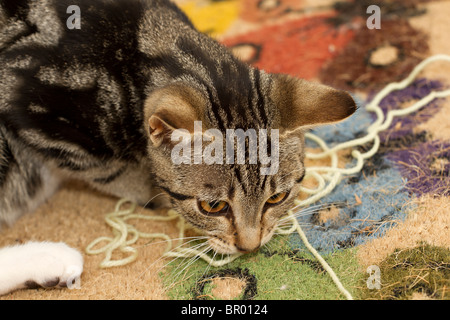 Süße kleine Mackerel Tabby Kitten (Felis catus) kauen auf und spielen mit gelber Wolle Stockfoto