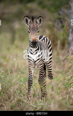 Burchell Zebra (Equus Burchellii), Majete Wildlife Reserve, Malawi Stockfoto