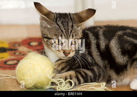 Cute Mackerel Tabby Kitten (Felis catus) Ohren abgeflacht und das Spielen auf dem Boden mit einem großen gelben Ball aus Wolle Stockfoto