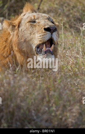 Junge männliche afrikanischen Löwen (Panthera Leo) erholt sich nach einer Jagd-Sitzung in der Kruger National Park, Südafrika. Stockfoto