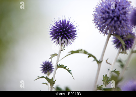 Lila Globus Disteln Stockfoto