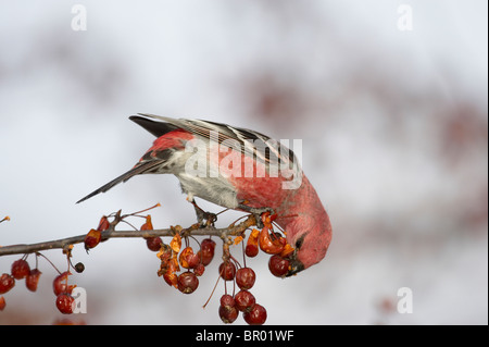Männliche Kiefer Grosbeak Fütterung auf Crabapples Stockfoto