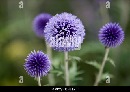 Purple Globe Disteln, Nahaufnahme Stockfoto