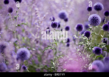 Lila Globus Disteln Stockfoto