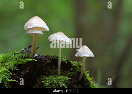 Mycena Inclinata Pilze wachsen auf gefallenen Baumstamm in Moos mit diffusem Hintergrund Stockfoto