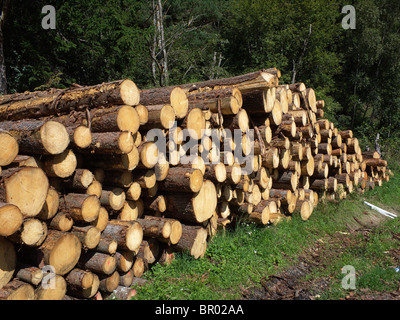 Holz einen Haufen frisch gefällte Kiefern Stockfoto