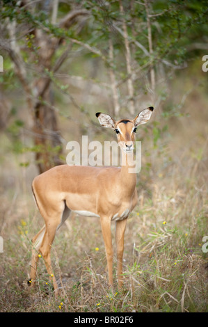 Impala (Aepyceros Melampus), Majete Wildlife Reserve, Malawi Stockfoto