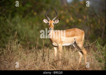 Impala (Aepyceros Melampus), Majete Wildlife Reserve, Malawi Stockfoto