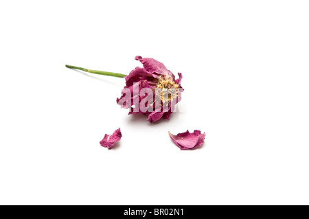 Getrocknete Rosenblüten mit zwei zerrissenen Blütenblätter Stockfoto
