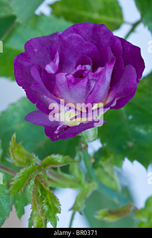 Eine einzelne Rose (Rosa 'Blue für Sie') in der Blüte im Spätsommer in Großbritannien Stockfoto