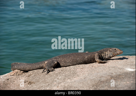 Nilwaran, Vanellus Niloticus, Mumbo Island, Lake Malawi National Park, Malawi Stockfoto