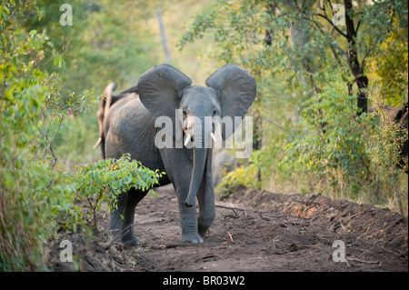 Afrikanische Elefanten haben ein Sandbad (Loxodonta Africana Africana), Majete Wildlife Reserve, Malawi Stockfoto