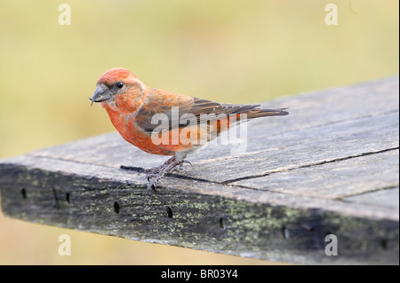 Männliche White-winged Gegenwechsel thront in einem Picknick-Tisch Stockfoto