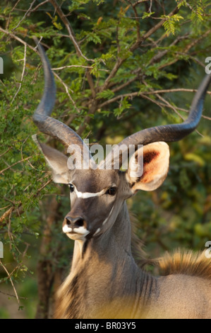 Große Kudu (Tragelaphus Strepsiceros), Majete Wildlife Reserve, Malawi Stockfoto