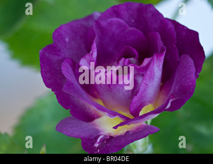 Eine einzelne Rose (Rosa 'Blue für Sie') in der Blüte im Spätsommer in Großbritannien Stockfoto