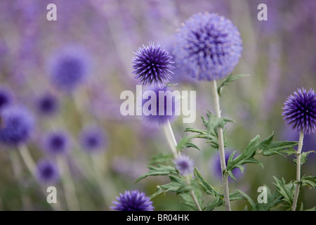 Lila Globus Disteln Stockfoto