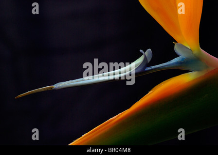 Paradiesvogel Blume, Nahaufnahme. Stockfoto