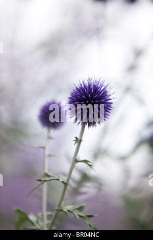 Eine lila Kugel Distel Stockfoto