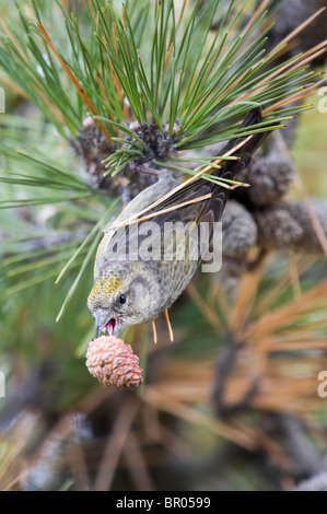 Weibliche White-winged Gegenwechsel Fütterung auf Fichte Kegel Stockfoto