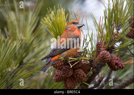 Männliche White-winged Gegenwechsel Fütterung auf Fichtenzapfen Stockfoto