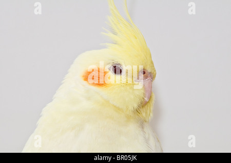 Gelber Nymphensittich Kopf über grauen Hintergrund Stockfoto