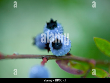 Wilde Blaubeeren in Maine Stockfoto