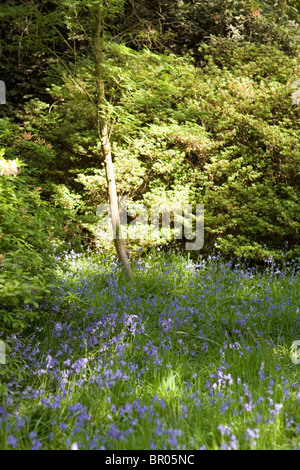 Bluebell Holz Stockfoto