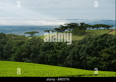 Satemwa Tea Estate, Thyolo Waldreservat, Malawi Stockfoto