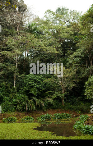 Satemwa Tea Estate, Thyolo Waldreservat, Malawi Stockfoto