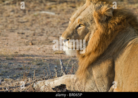 Eine junge männliche afrikanischen Löwen (Panthera Leo) im Kruger National Park, Südafrika Stockfoto