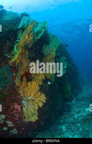 Tauchen in North Point, Koh Ba-Ngu, Similan National Marine Park, nördlich von Phuket, Thailand, Südostasien Stockfoto