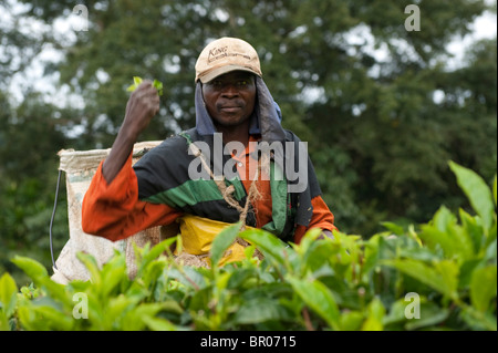 Tee-Picker, Satemwa Teeplantage, Thyolo, Malawi Stockfoto