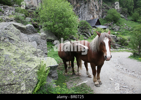 Wild Mountain Pferde in subalpinen Wald auf Pyrenäen Traverse verfolgen Sant Maurici Nationalpark Pyrenäen Spanien Stockfoto