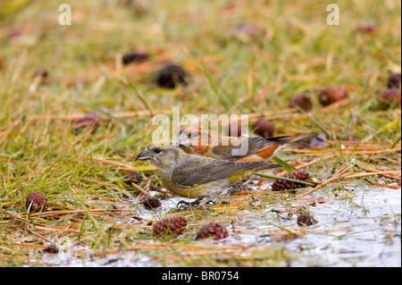 Männliche und weibliche White-winged Gegenwechsel trinken Stockfoto