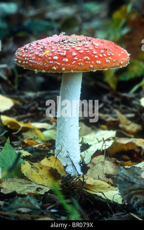 Fliegenpilz, Amanita Muscaria, Nottinghamshire Stockfoto