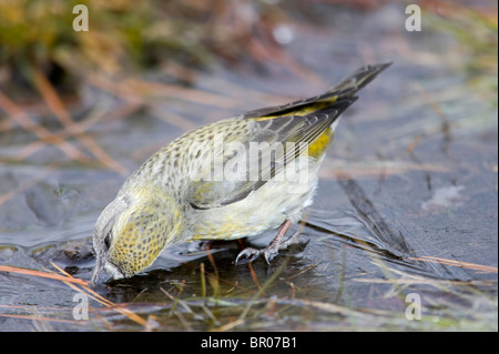 Weibliche White-winged Gegenwechsel trinken Stockfoto