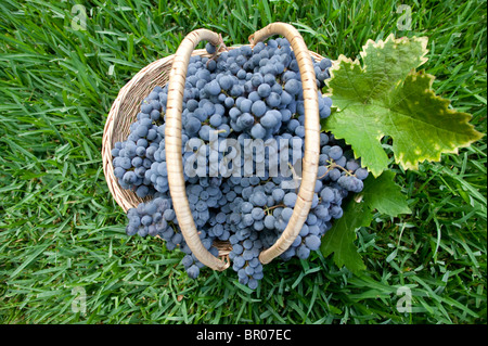 Korb mit frischen Ernte der Trauben auf dem Rasen. Stockfoto