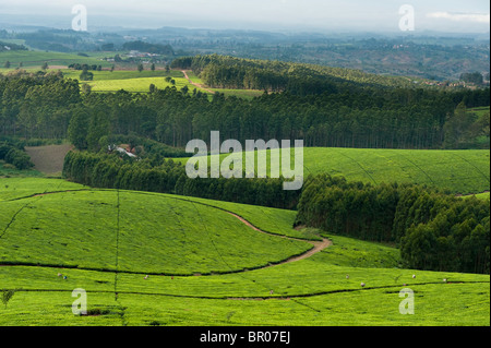 Satemwa Teeplantage, Thyolo, Malawi Stockfoto