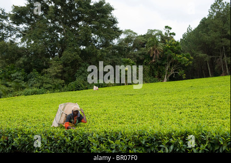 Satemwa Tea Estate, Thyolo Waldreservat, Malawi Stockfoto