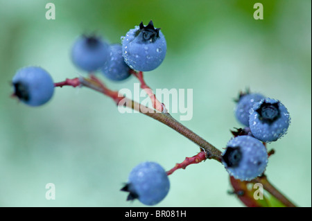 Wilde Blaubeeren in Maine Stockfoto