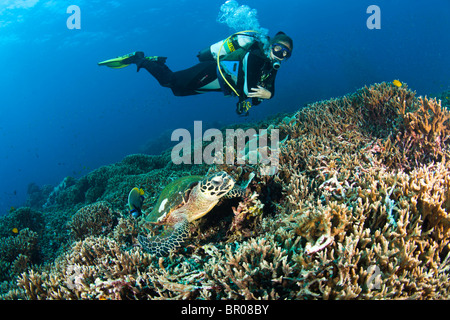 Scuba Diver & Karettschildkröte am North Point Koh Ba-Ngu Similan National Marine Park nur nördlich von Phuket Thailand SE Asien Stockfoto