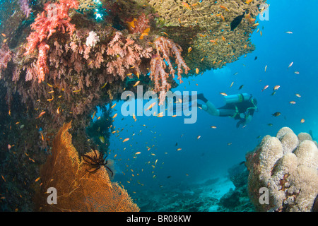 Taucher bei Similan Inseln Underwater Park, Thailand, Südostasien Stockfoto