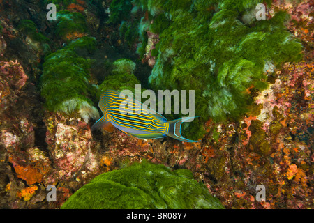 Liniertes Doktorfisch (Acanthurus Lineatus), Richelieu Rock, Surin Marine Nationalpark, südlich von Phuket, Thailand, Südostasien Stockfoto