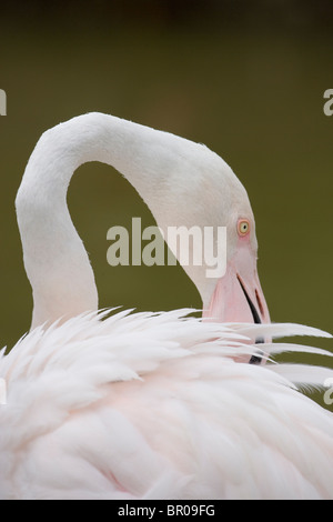 Rosaflamingo (Phoenicoptera Roseus). Putzen. Beachten Sie eckige Kurven im Hals, die einzelnen Halswirbel enthüllt. Porträt. Stockfoto