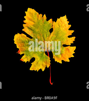 Herbstliche gelbes Blatt isoliert auf schwarz mit Textfreiraum