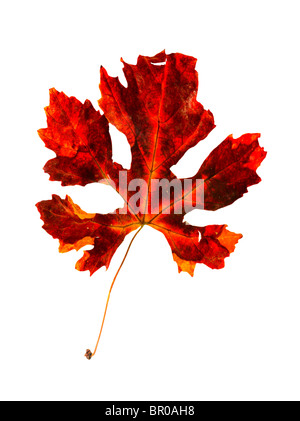 Herbstliche rote Blatt isoliert auf weiss mit Textfreiraum