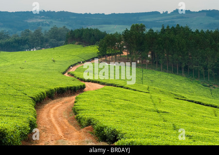 Satemwa Teeplantage, Thyolo, Malawi Stockfoto